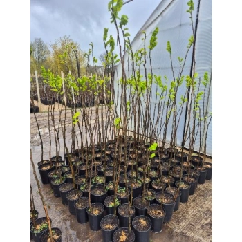 WIĄZ WREDEI Holenderski szczepiony - sadzonki 170 / 190 cm